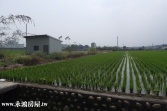 售南投縣草屯鎮碧峰路農地農地836萬