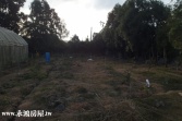 售南投縣名間鄉新街農地農地1,540萬